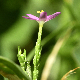 Centaurium tenuiflorum