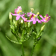 Centaurium tenuiflorum