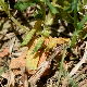 Centaurium tenuiflorum