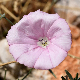 Convolvulus elegantissimus