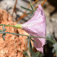 Convolvulus elegantissimus