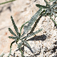 Convolvulus elegantissimus