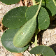 Capparis orientalis