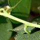 Capparis orientalis