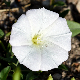 Convolvulus arvensis