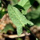 Convolvulus arvensis