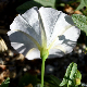 Convolvulus arvensis