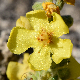 Verbascum pulverulentum