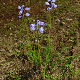 Muscari parviflorum