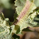 Verbascum