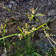 Cyperus rotundus