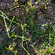 Cyperus rotundus