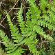 Dryopteris pallida subsp. pallida