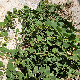 Capparis orientalis