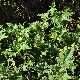 Ecballium elaterium subsp. elaterium