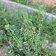 Lepidium graminifolium