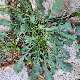 Lepidium graminifolium