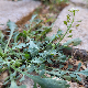 Lepidium graminifolium