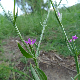 Schenkia spicata