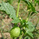 Physalis ixocarpa
