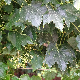 Parthenocissus tricuspidata