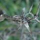 Echinophora spinosa