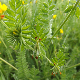Ornithopus compressus