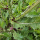 Crepis vesicaria subsp. vesicaria