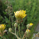 Crepis vesicaria subsp. vesicaria