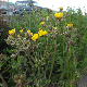 Crepis vesicaria subsp. vesicaria