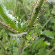 Crepis vesicaria subsp. vesicaria