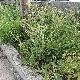 Crepis vesicaria subsp. vesicaria