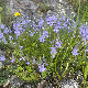 Veronica dalmatica