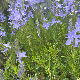 Veronica dalmatica