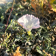 Convolvulus lineatus