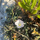 Convolvulus lineatus