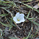 Convolvulus lineatus