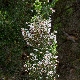 Erica arborea