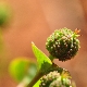 Euphorbia apios