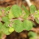 Euphorbia serpens