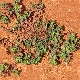 Euphorbia helioscopia