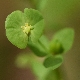 Euphorbia phymatosperma subsp. cernua