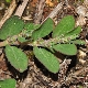 Euphorbia prostrata