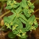 Euphorbia pterococca